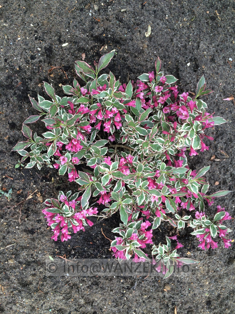 Weigela florida Monet 40cm.JPG